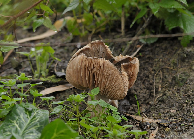 Entoloma saundersii var. hiemale